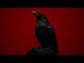 Black Wings 
