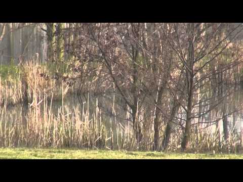 download lagu mp3 mp4 Sandwich Coarse Fishery, download lagu Sandwich Coarse Fishery gratis, unduh video klip Sandwich Coarse Fishery