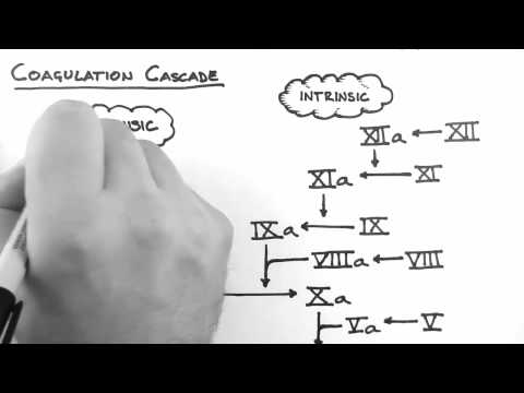 Haemostasis 2 - Coagulation Cascade