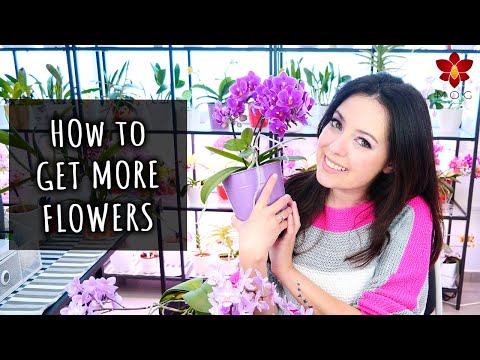 How to make Phalaenopsis Orchids have more flowers! - Orchid Care for Beginners