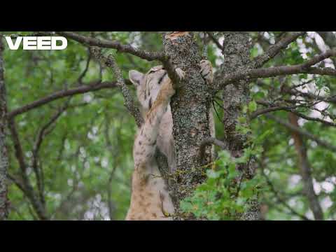 Mini Cat - மினி பூனை