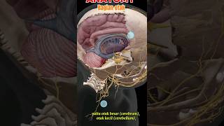 Download lagu 3 parts of the human brain #anatomy mp3
