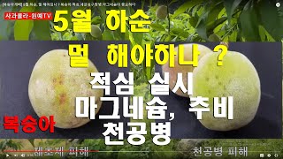 [복숭아재배] 5월 하순, 멀 해야되나 ? 복숭아 적심,세균성구멍병.마그네슘이 중요하다