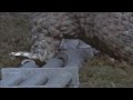 Kaiju Dinosaur Stomp 51 HD 720p