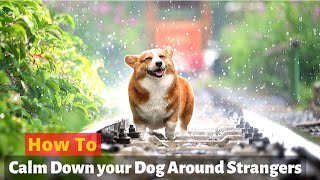 How to Train your dog to be Calm around strangers