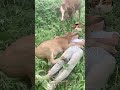 Vloggers of Rural Life: #CowFarmers #AnimalsGoneWild #AdorablePets - Son Still Sleeping,...