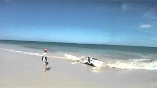 preview picture of video 'Burns Beach whale  W.A'