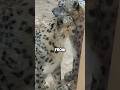 Who Doesn T Want To Have A Wife Healing Shortvideo Cute Leopard Love Couple Shorts
