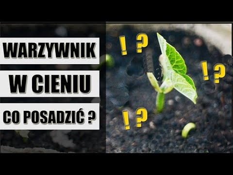 , title : 'WARZYWNIK w CIENIU. Jakie Warzywa i zioła do cienia ?'