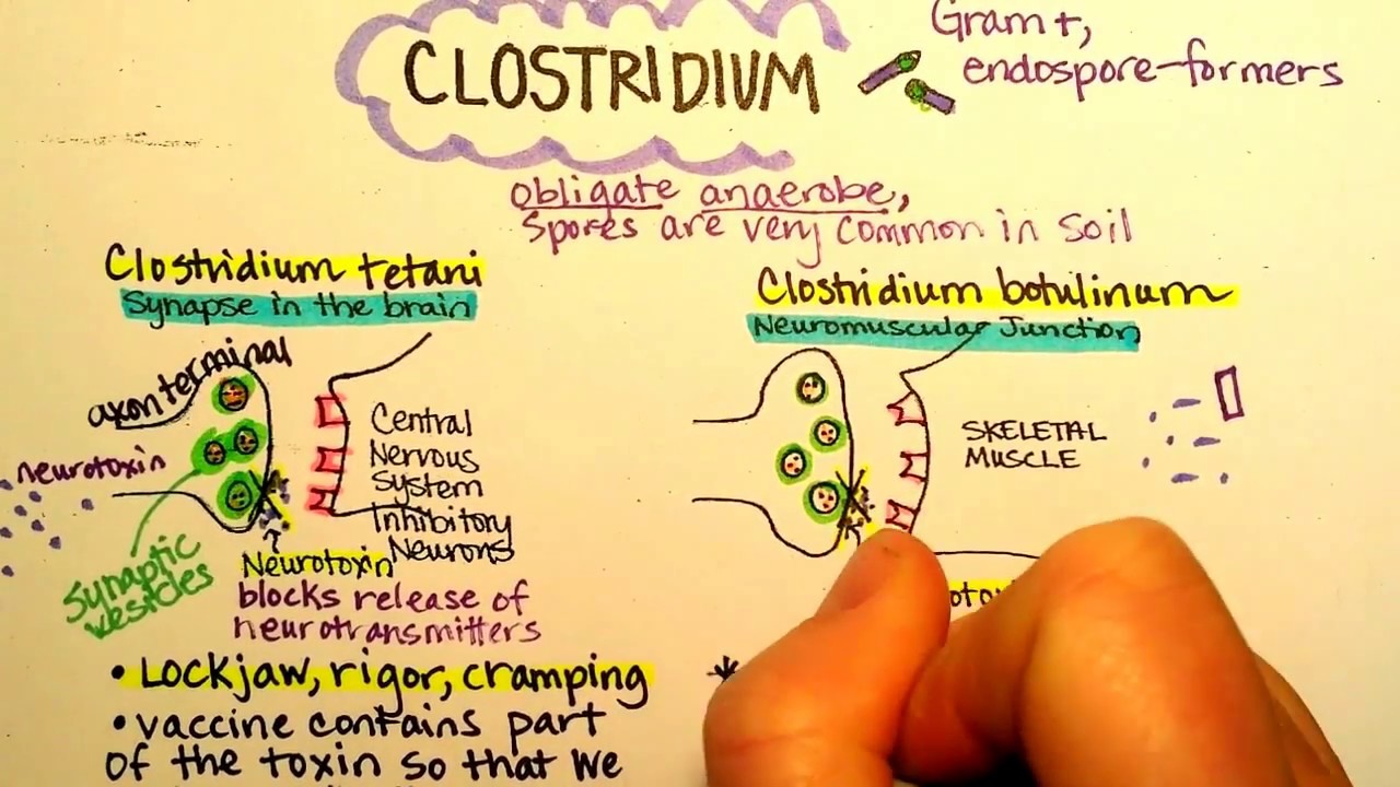 Clostridium botulinum, Botulism