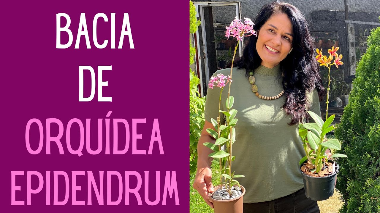 ORQUÍDEAS:  ORQUÍDEA EPIDENDRUM na bacia.