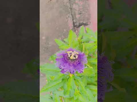 flower#peace#nature#passifloracearulea#peace#beautiful#murasaki#purple#aesthetic