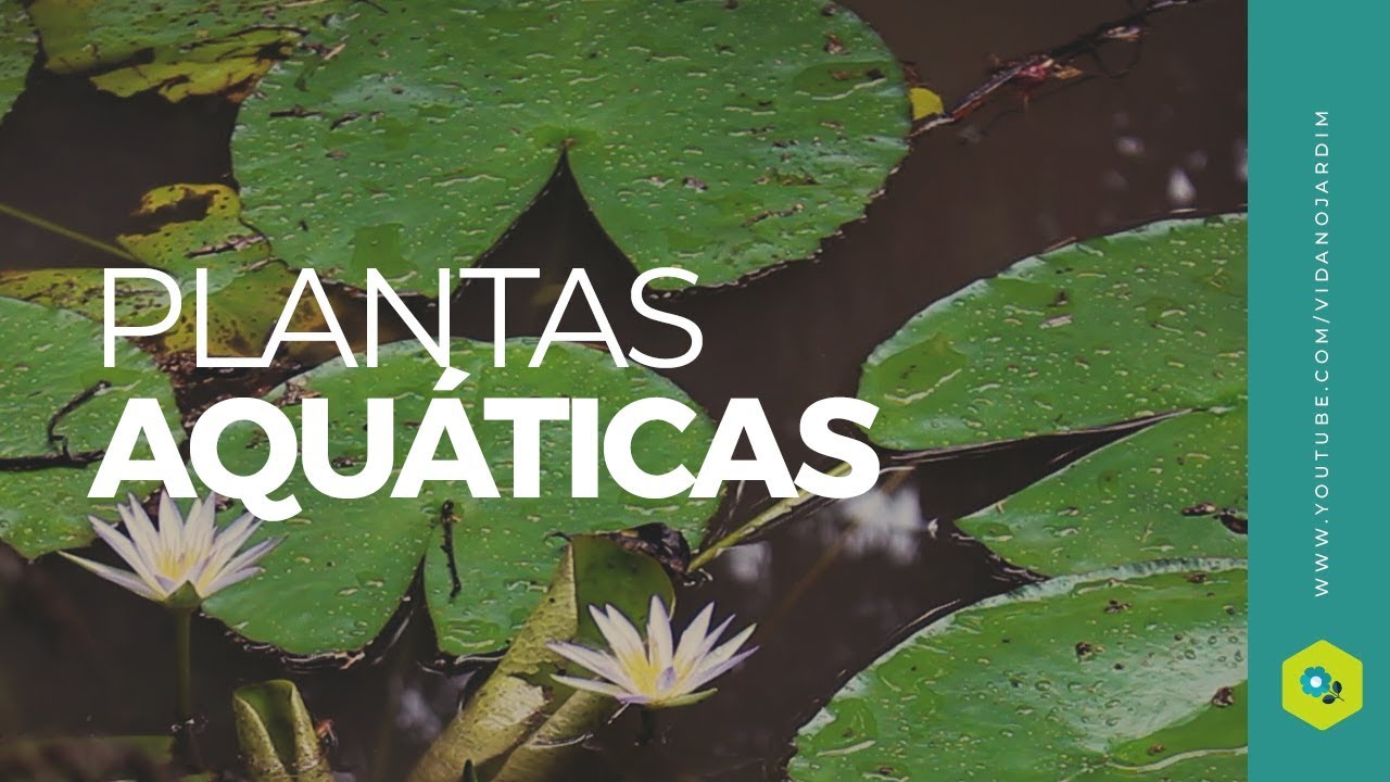 Plantas aquáticas