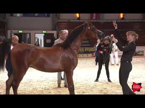 N 17 BARI EL JYAR   Wels 2019   Yearling Colts Class 2A