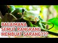 Bagaimana Semut Rangrang Membuat Sarang