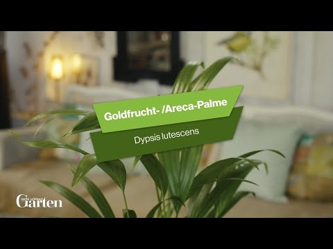 Goldfruchtpalme: Tipps zur Pflanzung und Pflege