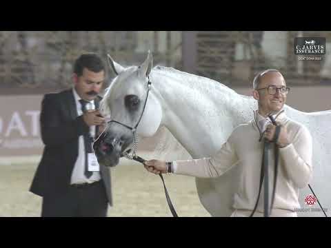 N.211 MOZN AL BIDAYER - GCAT Doha 2025 - Senior Mares 11+ Years Old (Class 9) (Class 9)