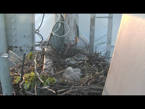 RUBY CAM: Ruby's three baby hawks