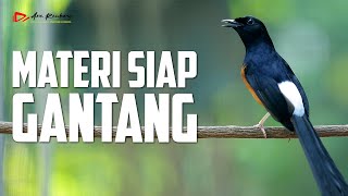 Download lagu MASTERAN MURAI BATU SIAP LOMBA IRAMA LAGU DAN TEMBAKANNYA PAS mp3