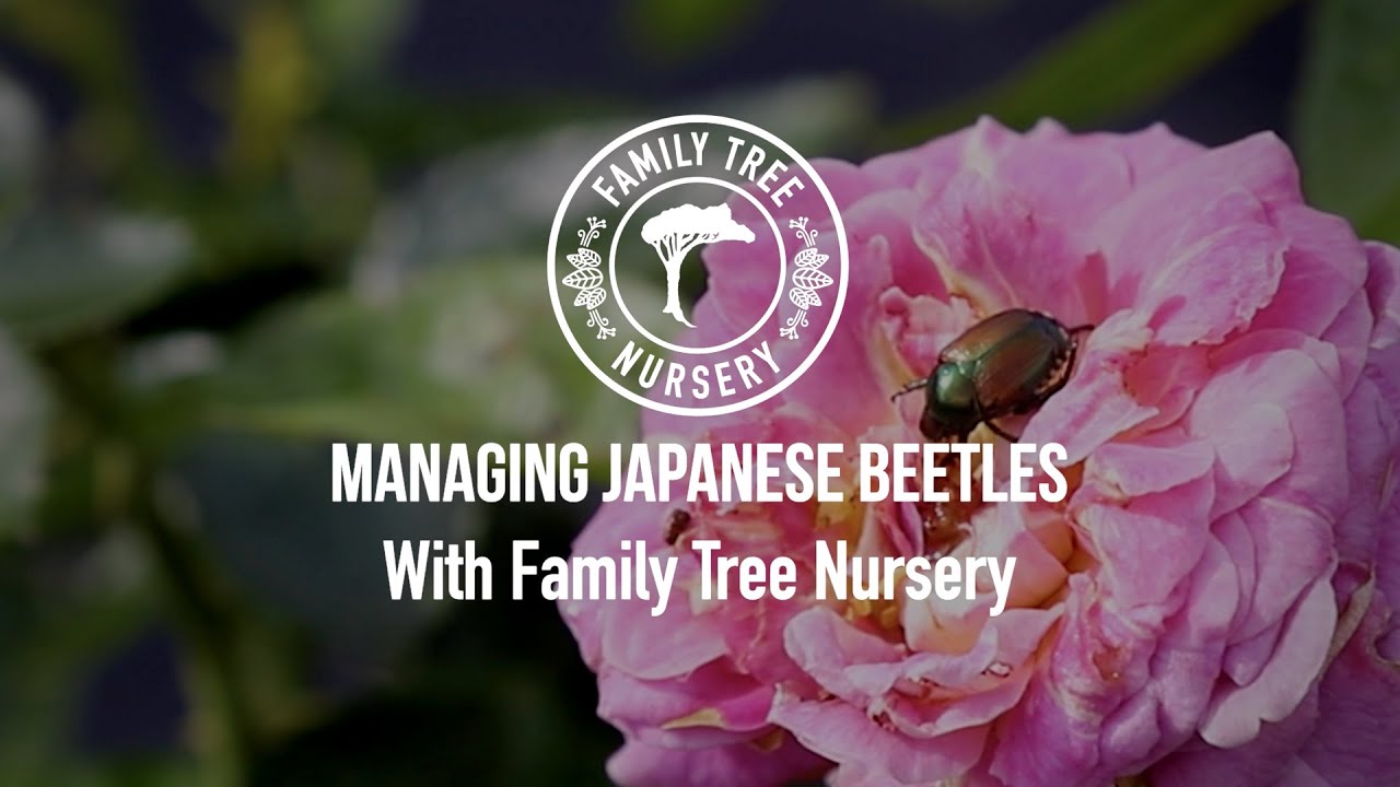 Managing Japanese Beetles