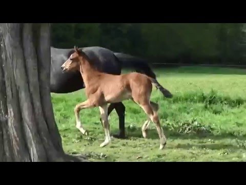 Big Surprise du Neuhof - 2016 - Bellissimo X Fürstenball X Sandro hit