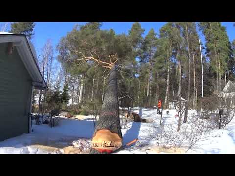 Stihl ms500i + 28" laippa ja kahen motin männyt