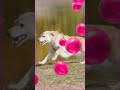 Happy Mother S Day To All Amazing Dog Moms