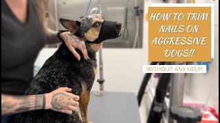 Mastering the Art of Safely Trimming Aggressive Dog Nails