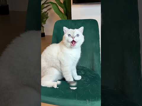 Stăpâna mi a făcut o farsă