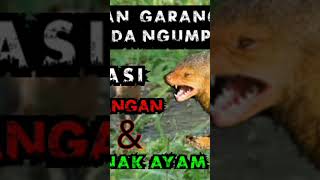 Download lagu suara pikat garangan mp3 Download lagu suara pikat garangan mp3