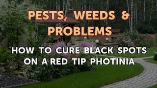 How to Cure Black Spots on a Red Tip Photinia