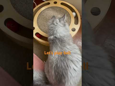 Cats played with panchi ashi