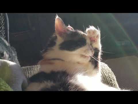 How cats clean their face