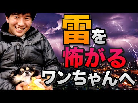 雨が怖い犬:落ち着かせる方法と対処法