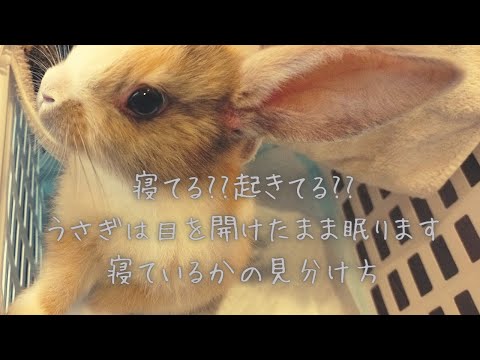 片目を開けて寝る動物 -