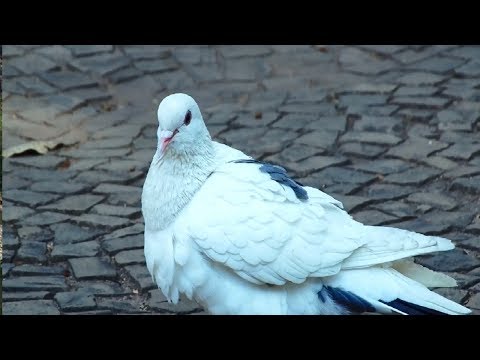 , title : 'CCZ alerta para riscos de doenças transmitidas por pombo'