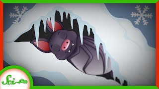 These Bats Make Tiny Snow Caves