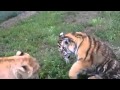Baby Lion Vs Baby Tiger On MSN Video