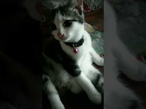 Aya Susanti..#shortvideo #shorts #likeandsubscribe