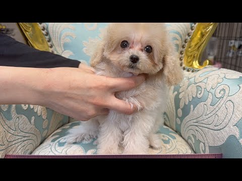 YouTube動画のサムネイル