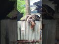 New GuestShorts Bosekids Perumpambu Snakevideo Youtubshorts