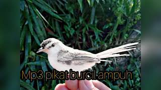 Download lagu Mp3 pikat burcil ampuh 2020 mp3 Download lagu Mp3 pikat burcil ampuh 2020 mp3