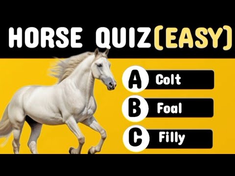 Easy Horse Quiz: 20 Fun Horse Trivia Questions for Beginners