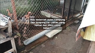 Download lagu Rahasia Pakan Alami Ayam Kampung! Cepat Besar & Hemat Biaya mp3