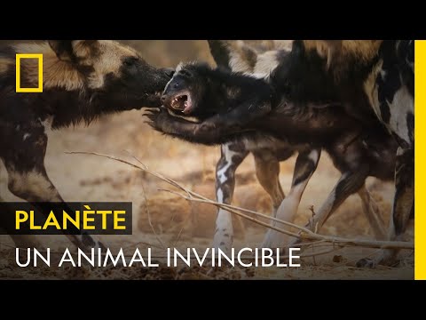Les ratels, des créatures agressives et invincibles