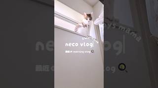 夏休みもあと少し🍉🥹 #主婦の日常 #日常vlog #男の子ママ