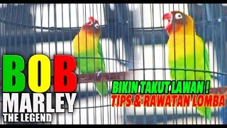Download lagu JAYAKARTA CUP 2018 : Ternyata Lovebird BOB MARLEY BIKIN TAKUT LAWAN ! Dan Bongkar Tips Rawatan Lomba mp3 Download lagu JAYAKARTA CUP 2018 : Ternyata Lovebird BOB MARLEY BIKIN TAKUT LAWAN ! Dan Bongkar Tips Rawatan Lomba mp3