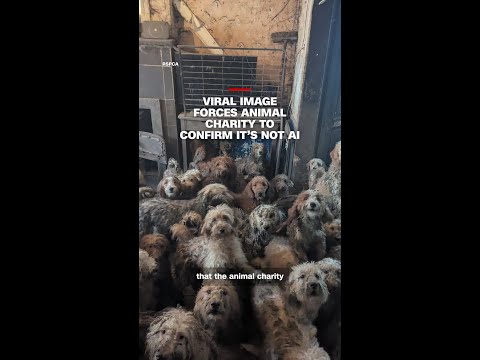 Viral image forces animal charity to confirm it’s not AI