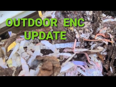 Outdoor European Nightcrawler Worm Bin Update