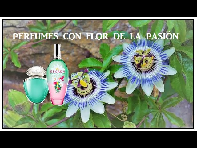 Vídeo relacionado con Juego de 3 bolsitas perfumadas con aroma a brisa marina, cítricos y flor de la pasión